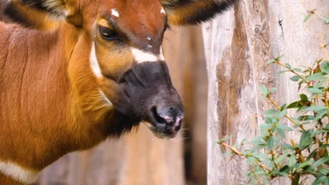 A bongo bongo antelope close up Stock Footage 310342473