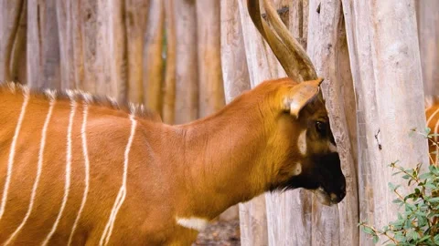 A bongo bongo antelope close up Stock Footage 310342501