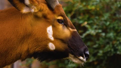 A bongo bongo antelope close up Stock Footage 310342510