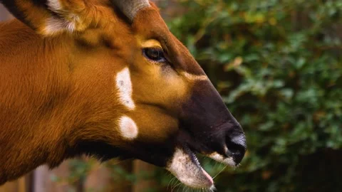 A bongo bongo antelope close up Stock Footage 310342515