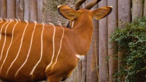 A bongo bongo antelope close up Stock Footage 310342528