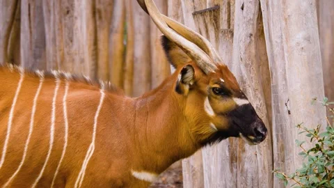 A bongo bongo antelope close up Stock Footage 310342529
