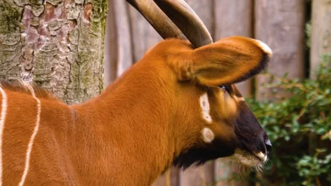 A bongo bongo antelope close up Stock Footage 310342534