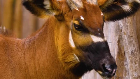 A bongo bongo antelope close up Stock Footage 310342629