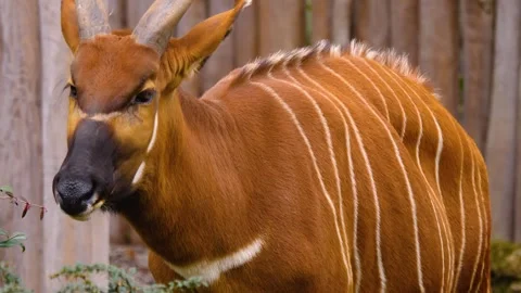 A bongo bongo antelope close up Stock Footage 310342640