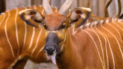 A bongo bongo antelope close up Stock Footage 310342649