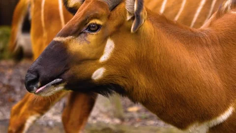 A bongo bongo antelope close up Stock Footage 310342666