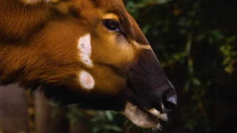 A bongo bongo antelope close up Stock Footage 310342681