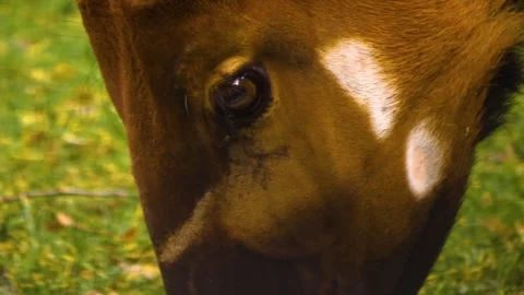 A bongo bongo antelope close up Stock Footage 310342707