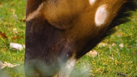 A bongo bongo antelope close up Stock Footage 310342708