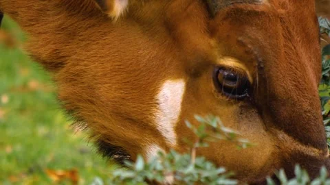 A bongo bongo antelope close up Stock Footage 310342720