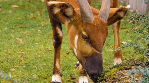 A bongo bongo antelope close up Stock Footage 310342801