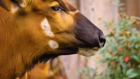 A bongo bongo antelope close up Stock Footage 310342813