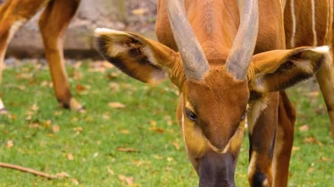 A bongo bongo antelope close up Stock Footage 310342828