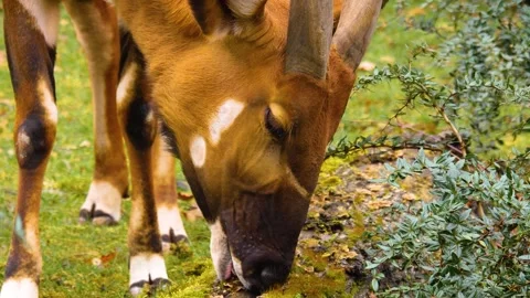 A bongo bongo antelope close up Stock Footage 310342852