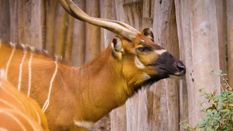 A bongo bongo antelope close up Stock Footage 310342857
