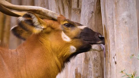 A bongo bongo antelope close up Stock Footage 310342861