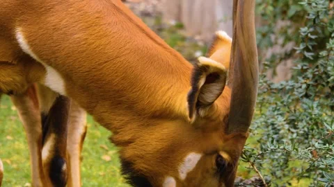 A bongo bongo antelope close up Stock Footage 310342863