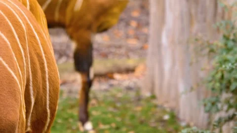 A bongo bongo antelope close up Stock Footage 310342874