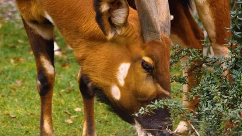 A bongo bongo antelope close up Stock Footage 310344105