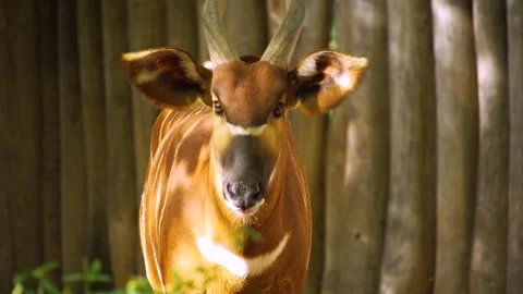 A bongo bongo antelope  Stock-Footage 272742313