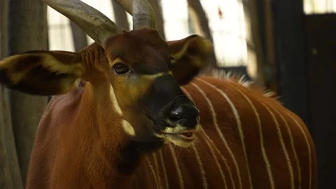 A bongo bongo antelope Stock Footage 272807012