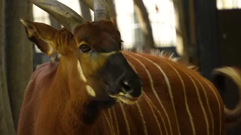 A bongo bongo antelope head Stock Footage 272734767