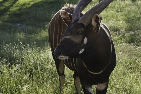 Bongo Closeup Part 1 Stock Photos