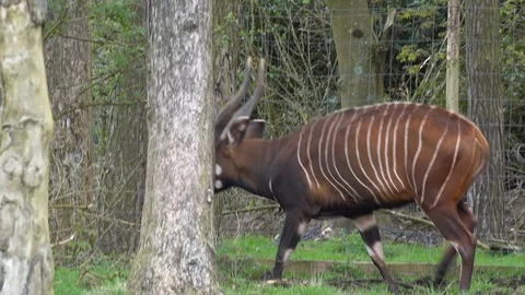 Bongo Stock Footage 89409422