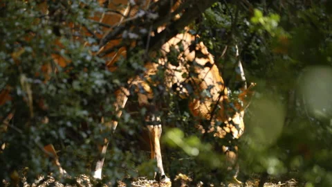 Bongo grazing through leaves Stock Footage 163157392