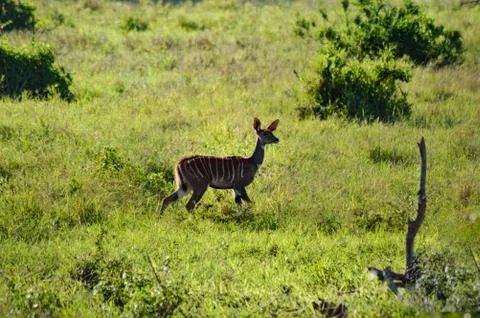 Bongo isolate in the savanna meadow Stock Photos