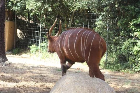 Bongo in its zoo enclosure Stock Photos