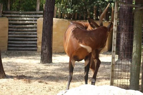 Bongo in its zoo enclosure Stock Photos