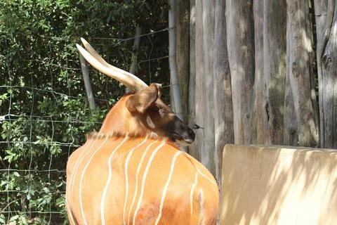 Bongo in its zoo enclosure Stock Photos