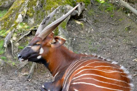 Bongo lying on ground Stock Photos