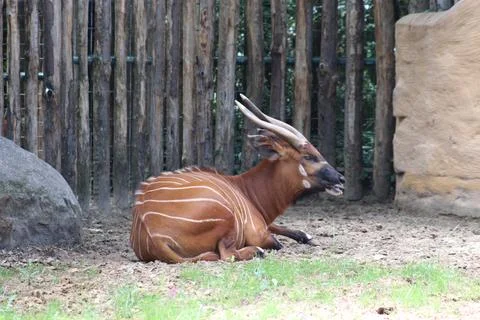 Bongo or sitatunga in its enclosure at the zoo Stock Photos