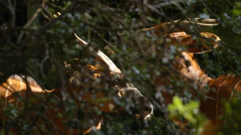 Bongo pair being affectionate through leaves Stock Footage 163158223