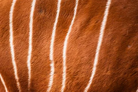 Bongo pattern Stock Photos