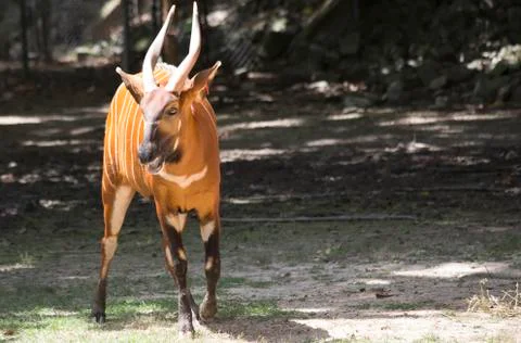 Bongo Stock Photos