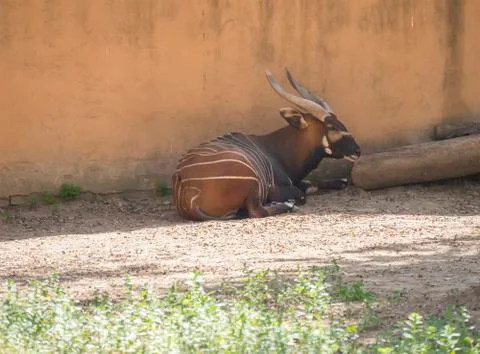 Bongo resting in the shade, Tragelaphus eurycerus Stock Photos