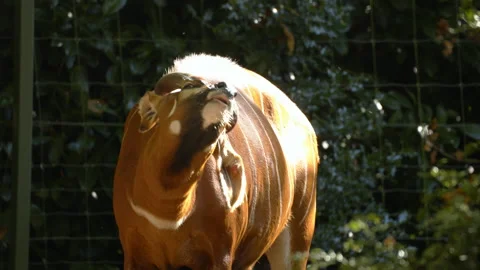 Bongo scratching back with its horn Stock Footage 163158312