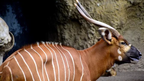 The bongo (Tragelaphus eurycerus) is a herbivorous Stock-Footage 114956625