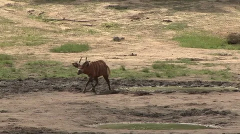 Bongo walking bai with Forest Elephants in Central African Republic 2 Video stock 54291038