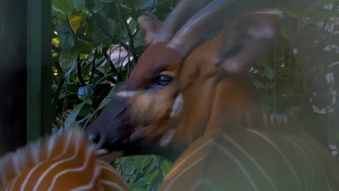 Bongo with young (Close up) Stock Footage 114591211