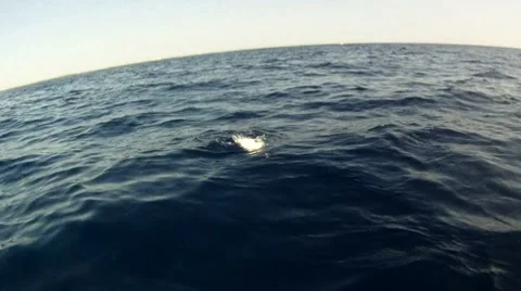 Bonita Hooked Stock Footage 7754796