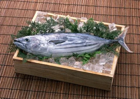 Bonito Stock Photos