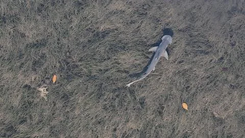 Bonnet Head Shark Aerial Miami FL 2025 Drone Photo Stock Photos