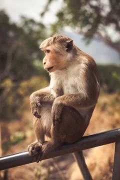 Bonnet macaque captive monkey sitting on a fence Stock Photos