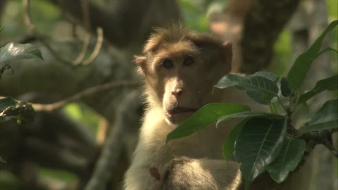 Bonnet macaque close up in shrubbery while others play in background Stock Footage 118864347