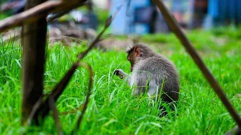 Bonnet Macaque, Eating Grass while sitting in grass land Stock Footage 314715106